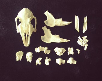 Rabbit skull to assemble (pieces) Complete kit to assemble yourself