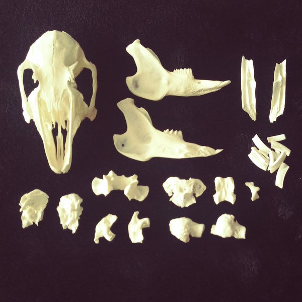 Rabbit skull to assemble (pieces) Complete kit to assemble yourself