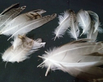 Mix de plumas de ave , 30 unidades de plumas diferentes tamaños.