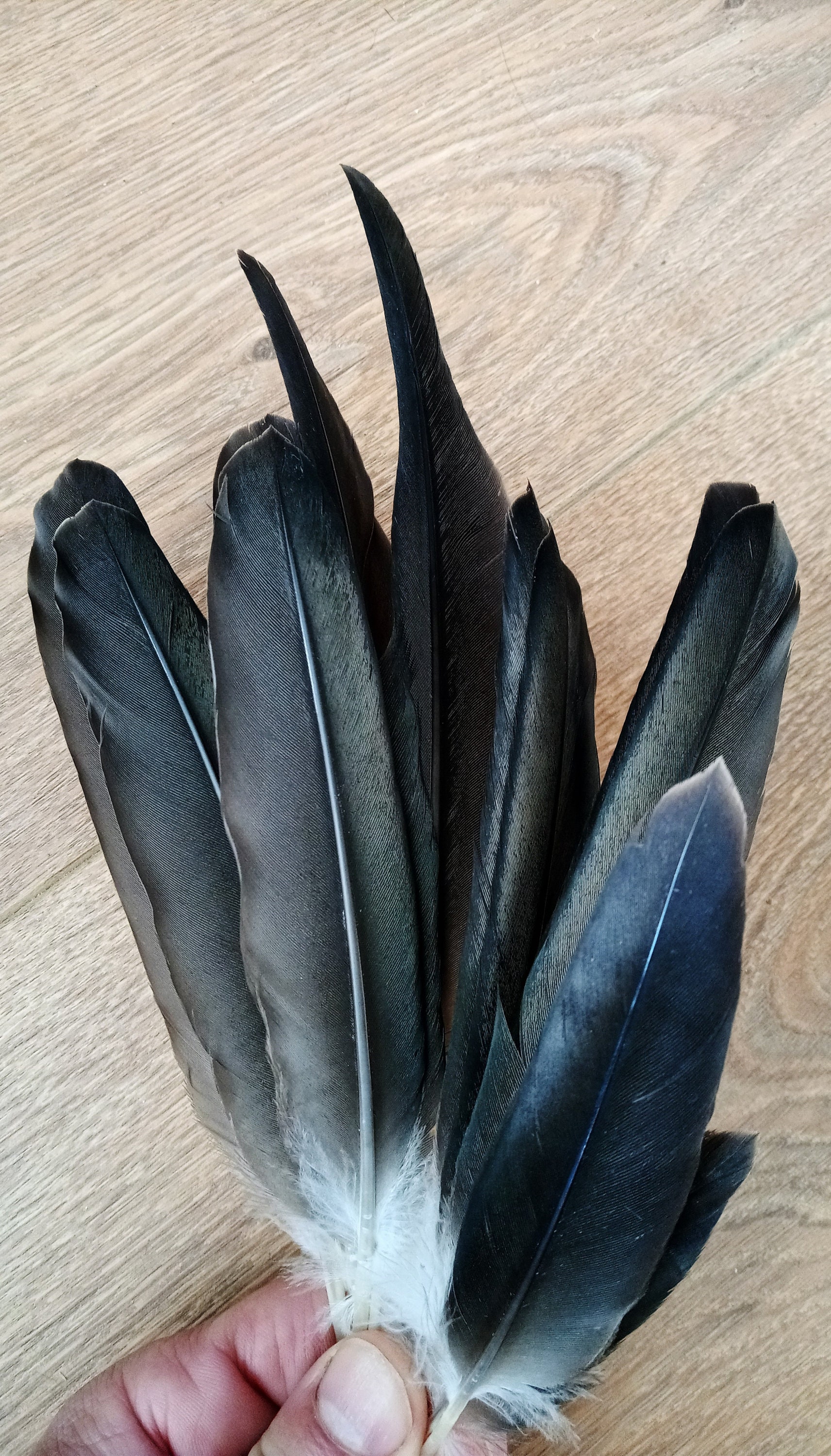 Plumas Negras Plumas de ave reales para manualidades  Decoración de primavera 20g-04158