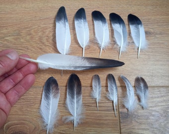 Set de plumas de Paloma blanco/gris