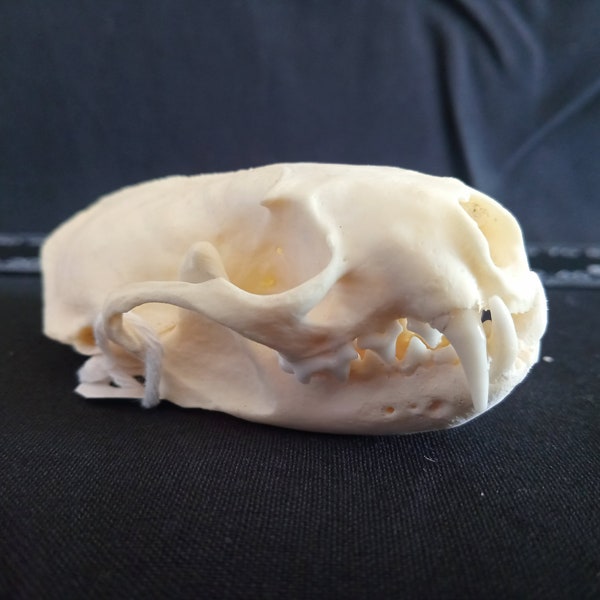 American mink skull. (Neovison mink)