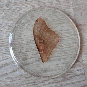 Moth Wing Coasters