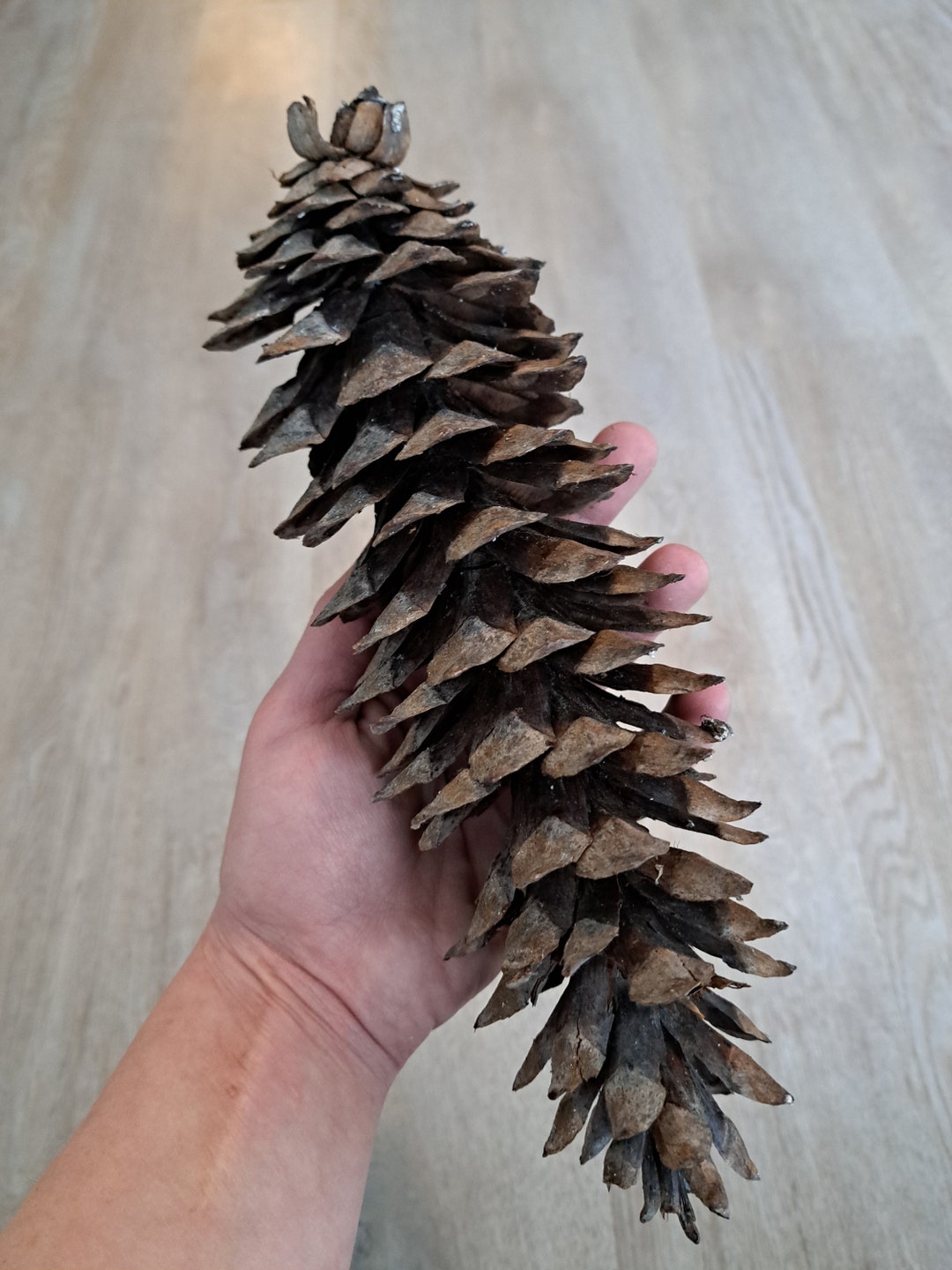 Jumbo Western White Pine Cones Etsy Canada