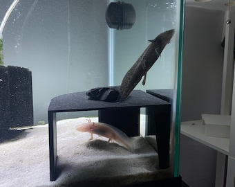 3D Printed Axolotl/Aquarium Hide