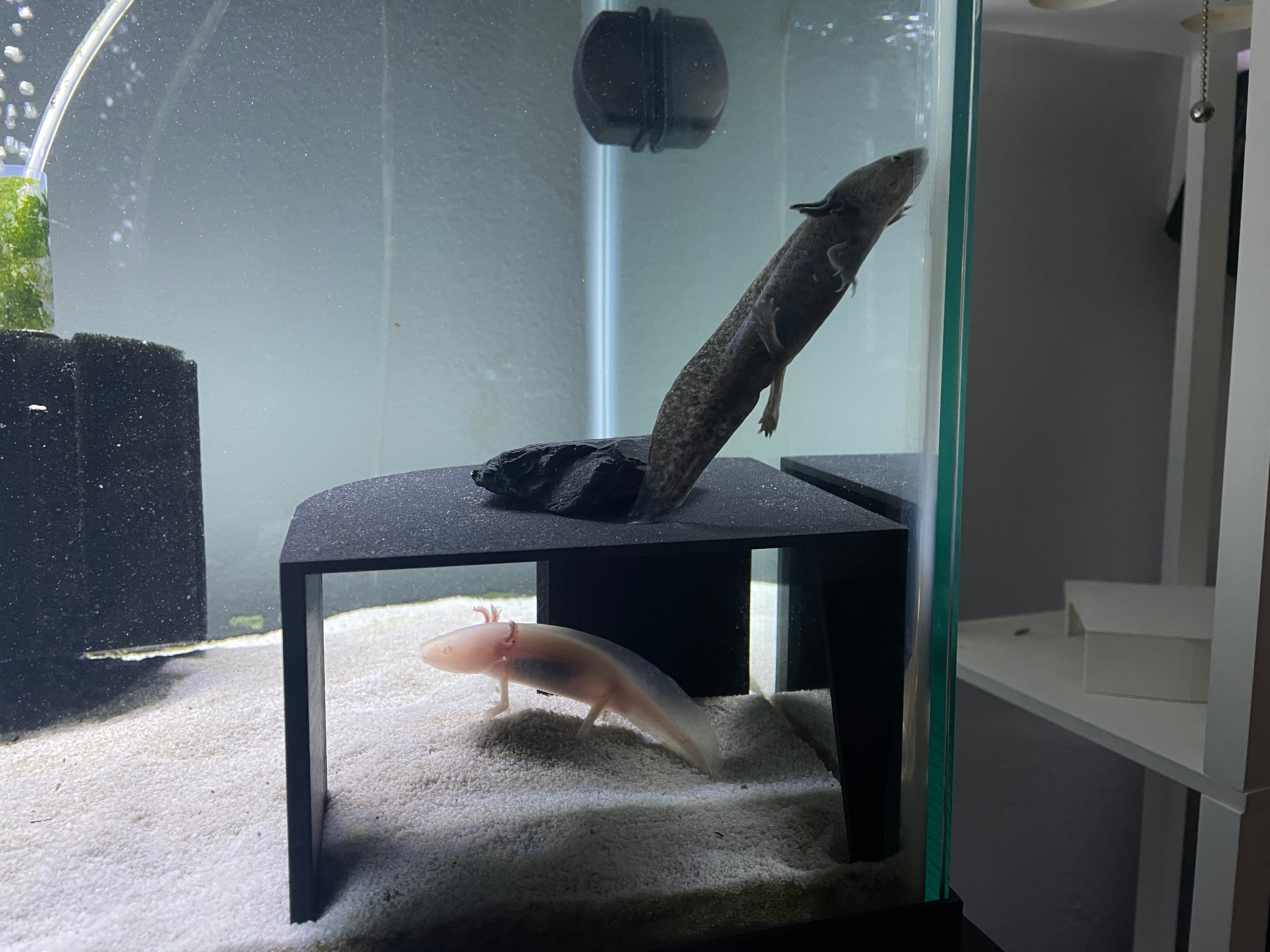 3D Printed Axolotl/aquarium Hide ubicaciondepersonas.cdmx.gob.mx