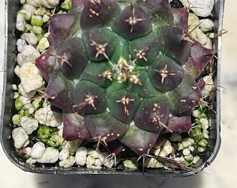 Chin cactus, Gymnocalycium 2"