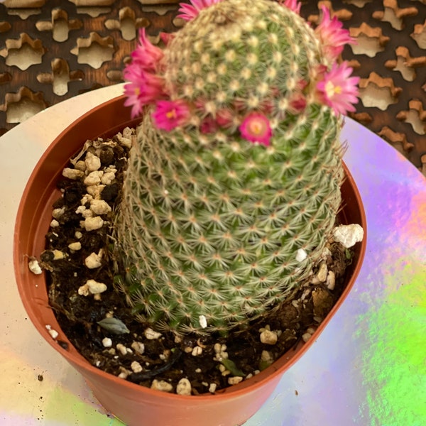 Old lady cactus, Mammillaria, 4"