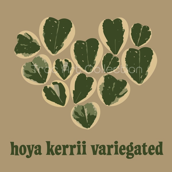 Hoya Kerri Illustration panachée, fichier de téléchargement numérique