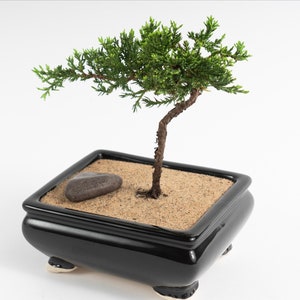May include: A small juniper bonsai tree in a black ceramic pot with a single grey stone on the sand.