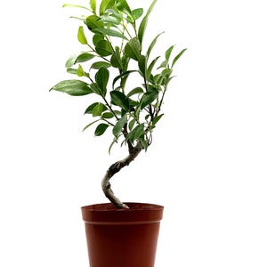 Ficus Tree • 5 to 6 Yrs Old