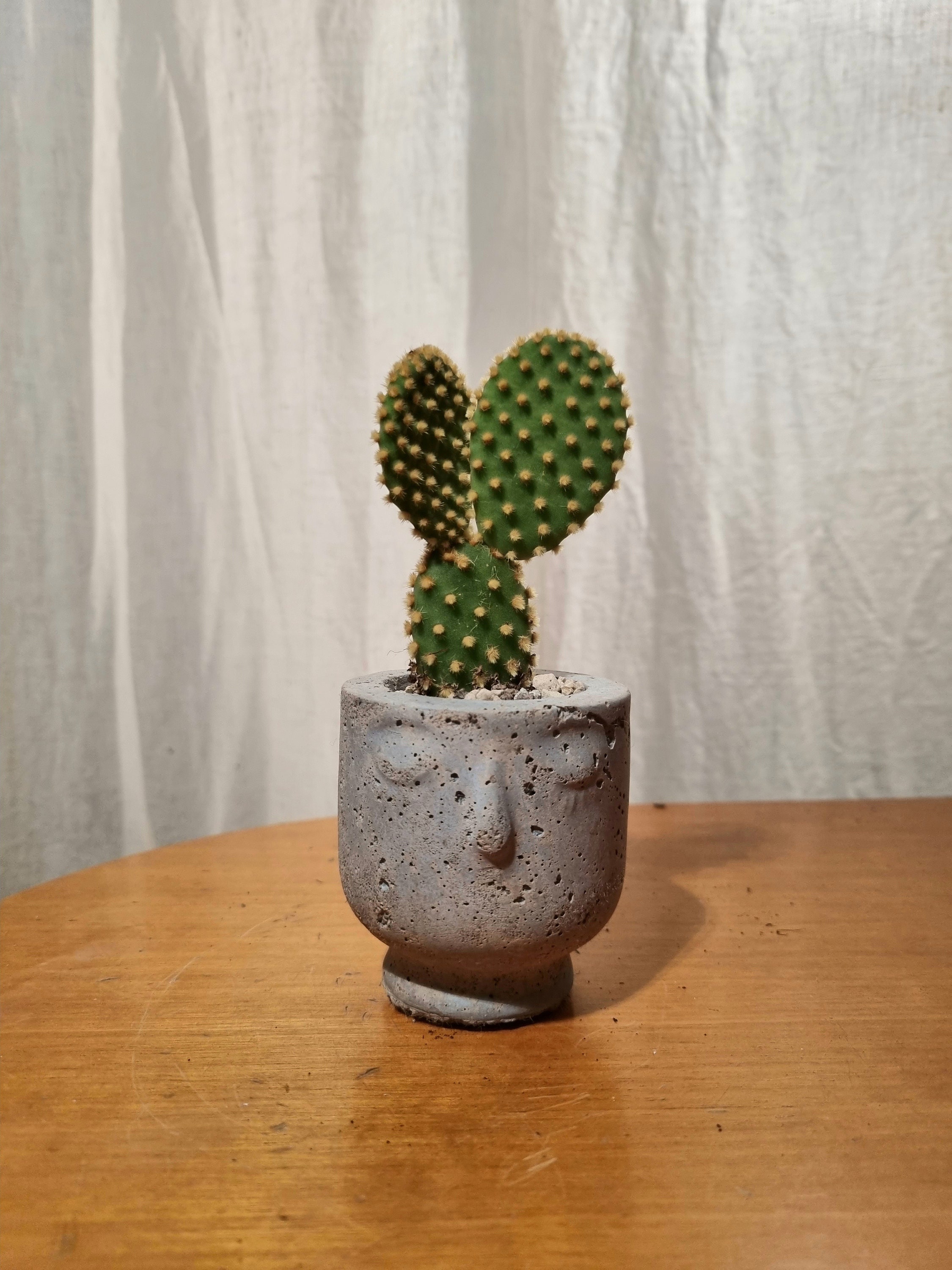 Pot Gris Bleuté en Forme de Visage Style Pierre Hypertufa avec Cactus ou Soucculente - 4cm Diamètre 