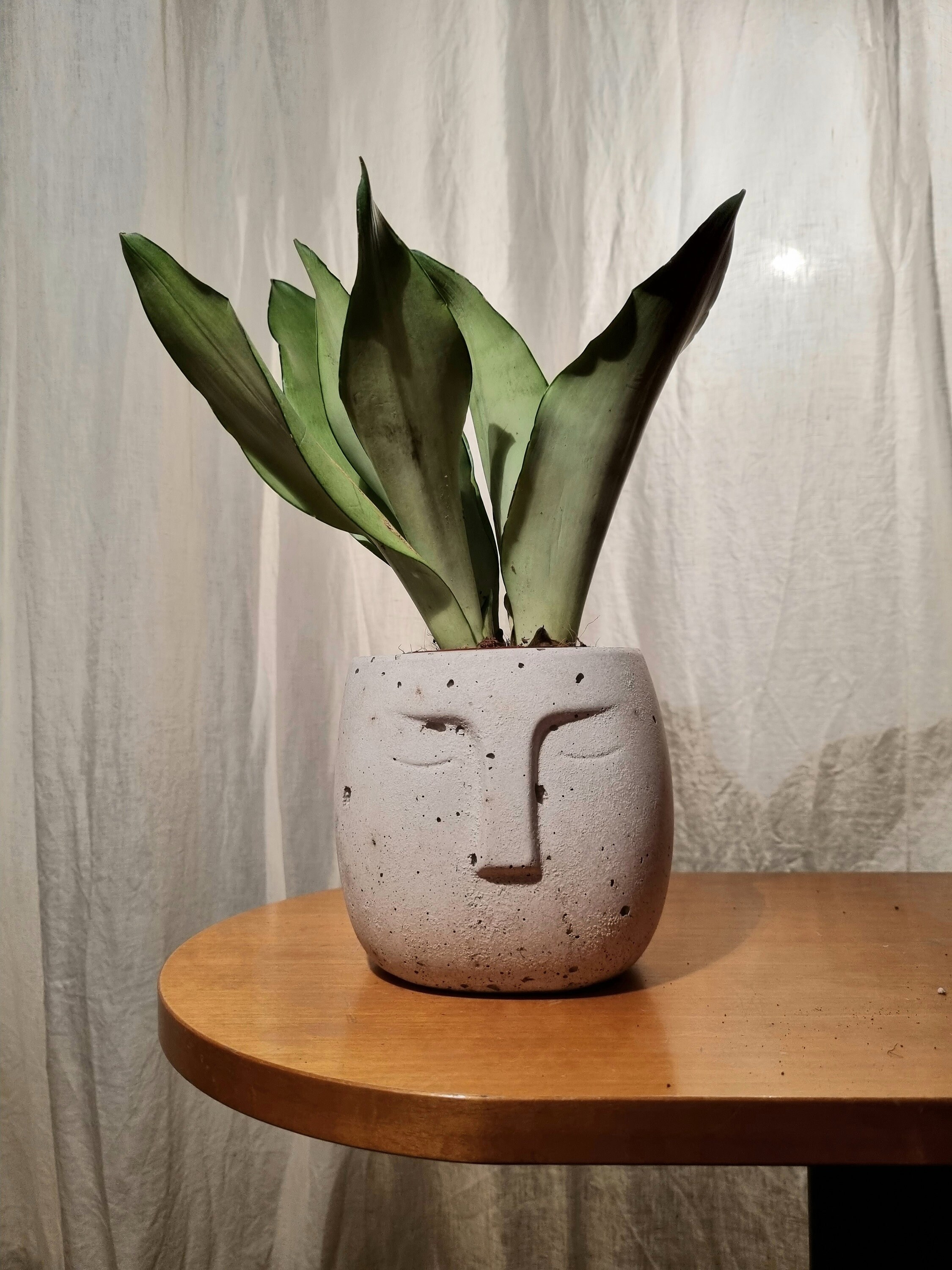 Pot Visage Style Pierre en Hypertufa Gris ou Blanc - Idéal Pour Cactus et Succulente Cache Pot 9cm d