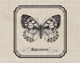 Butterfly Specimen Label Vintage Illustration- Instant Download Digital Printable Clip Art Iron on Transfer Image PNG JPEG Format 300dpi