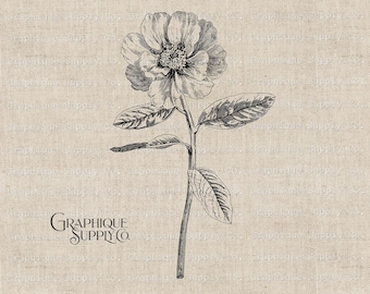Vintage Flower Illustration: Floral Clip Art Image (PNG, JPEG Digital Download)