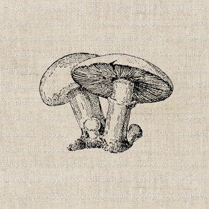Champignon clipart champignon vénéneux numérique png-botanical Ephemera wild life oeuvre-goblincore fairy grunge JPEG PNG