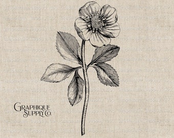 Vintage Flower Illustration: Printable Floral Clip Art (PNG, JPEG)