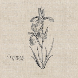 Vintage Iris Flower Illustration: Printable Floral Clip Art (PNG JPEG Digital Download)