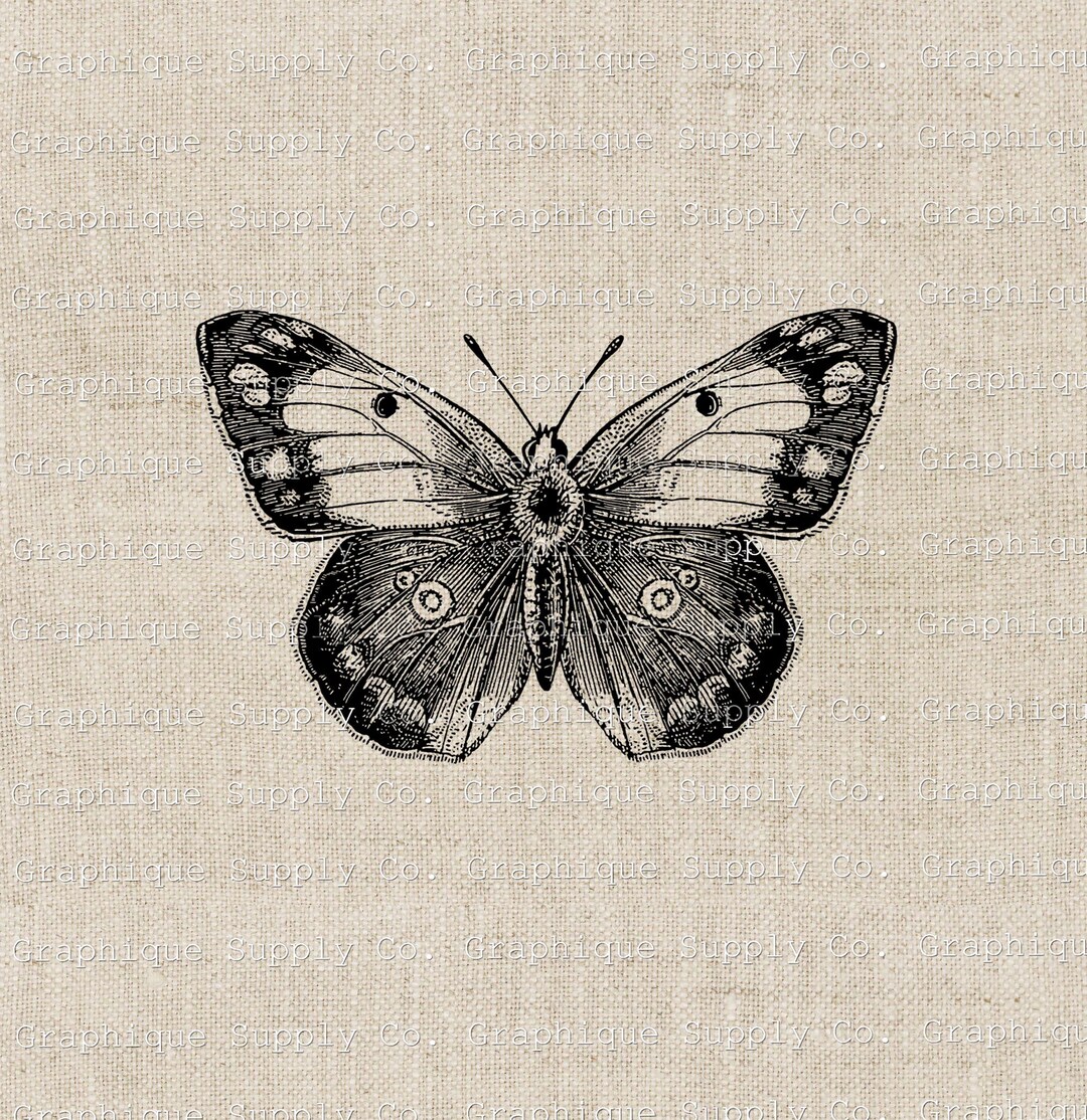 Vintage Butterfly Illustration: Printable Clip Art (PNG, JPEG) - Etsy