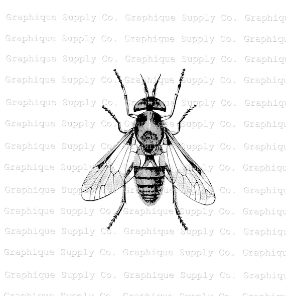 Mouche Clipart Noir Et Blanc — free download