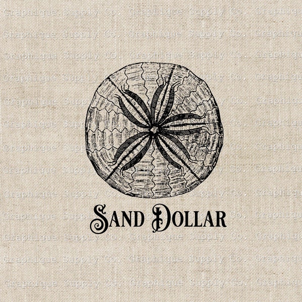 Sand Dollar SVG Beach Nautical Vintage Illustration- Instant Download-Popular printables-Crustaceancore-Ocean Clipart-Home decore