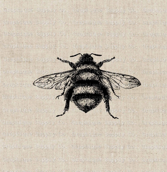 Vintage Bumble Bee Clipart: Black and White PNG, JPEG (Digital Download)