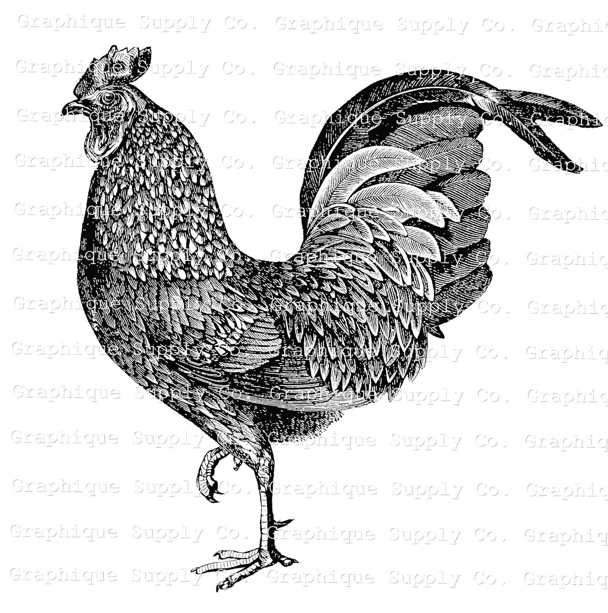 Vintage Rooster Illustration Instant Download Digital Printable Vintage ...