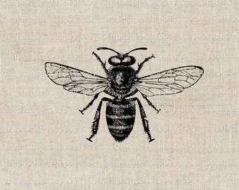 Vintage Bee Illustration: Printable Clip Art Image (Digital Download)
