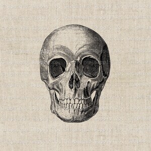 Skelett Kopf Vintage Schädel PNG digital-medizinische Clipart-Halloween Dekor-dark Mori-Wohndekor