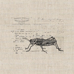 Vintage Grasshopper Illustration: Printable Clip Art (PNG JPEG)