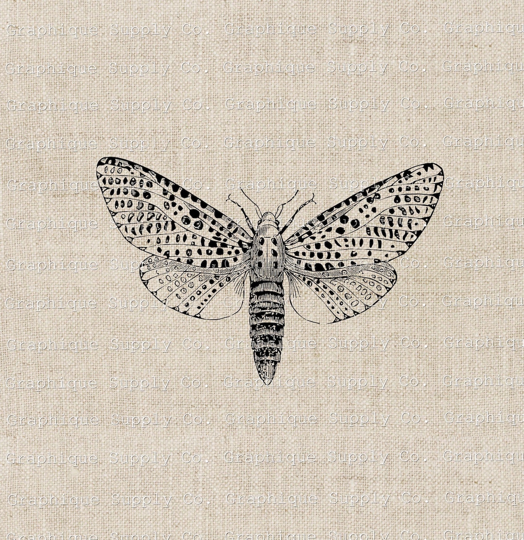 Moth Vintage Illustration- Instant Download Digital Printable Clip Art ...