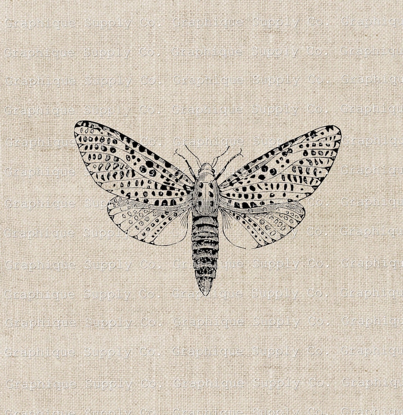 Moth Vintage Illustration Instant Download Digital Printable - Etsy