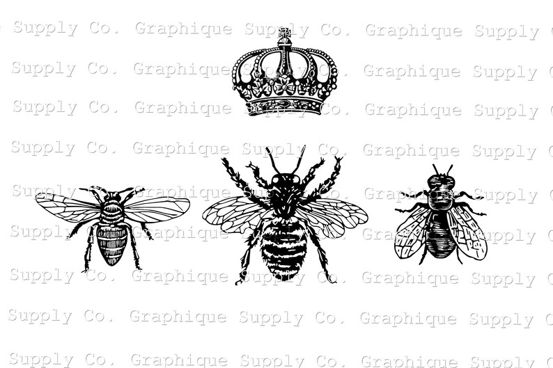 Queen Bee Crown Bee Specimen Vintage Illustration Instant Download Digital Printable Clip Art ...