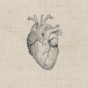 Anatomical Heart Illustration: Vintage Clip Art (Digital Download)