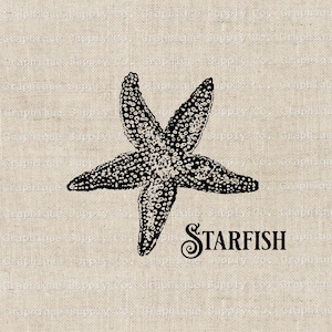 Seestern Strand Nautik Vintage Illustration - Sofortiger Download Digital druckbare Clip Art Eisen auf Transferbild PNG JPEG Format 300dpi