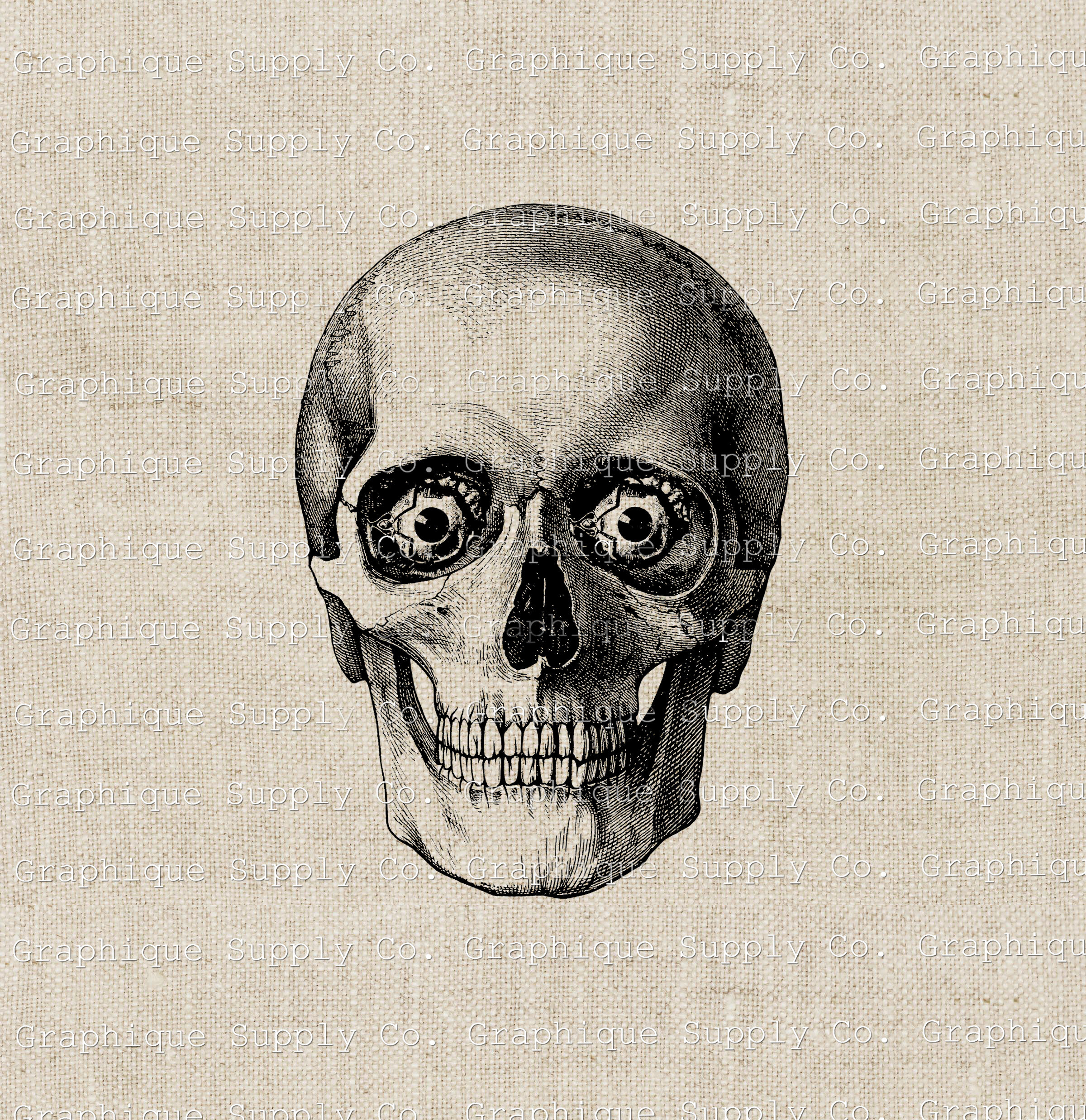 Skeleton Head Vintage Anatomical Skull PNG Digital-medical Clipart