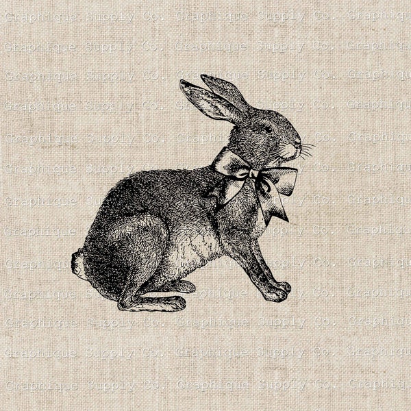 Rabbit Clip Art Cottontail Bunny Vintage Illustration- Download Digital Printable PNG JPEG 300dpi