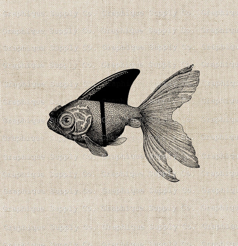 May include: A detailed black and white illustration of a goldfish with a large dorsal fin and flowing tail. The fish has intricate scale patterns and a large eye, set against a neutral background.