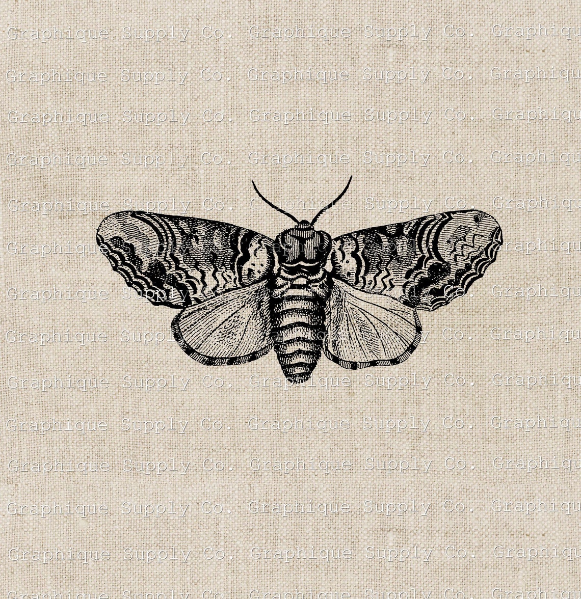 Moth Vintage Illustration Instant Download Digital Printable Clip Art ...