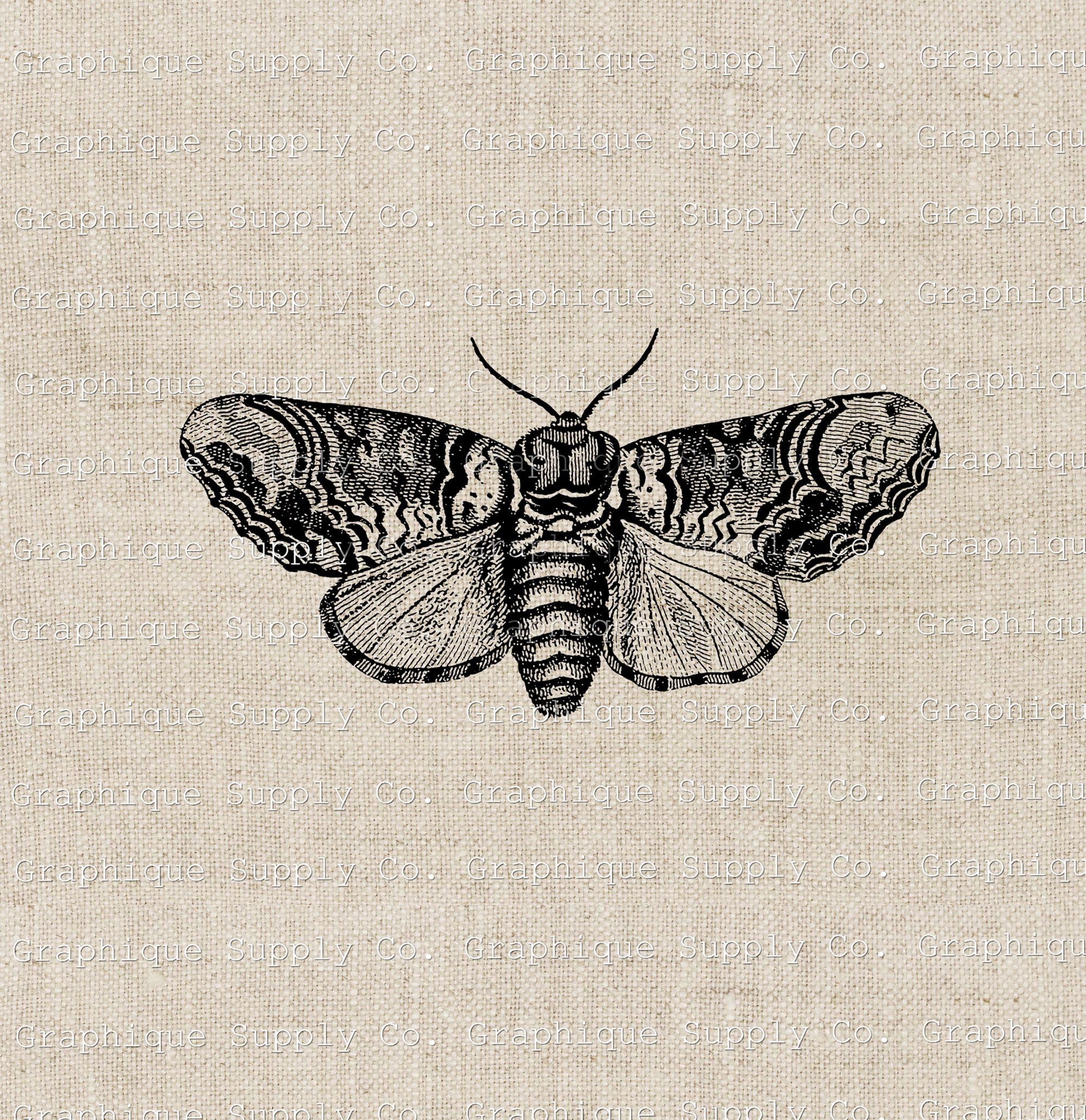 Moth Vintage Illustration Instant Download Digital Printable Clip Art ...