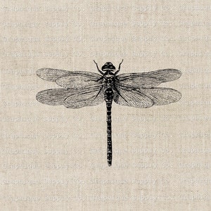 Libelle Exemplar Vintage Illustration - Sofortiger Download Digital Druckbare Clip Art Aufbügeln Transferbild PNG JPEG Format 300dpi