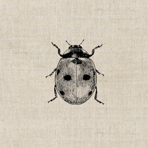 Clip Art Coccinella - Download immediato Stampabile digitale - ClipArt insetto Trasferimento termoadesivo - PNG JPEG 300 dpi insetto vintage