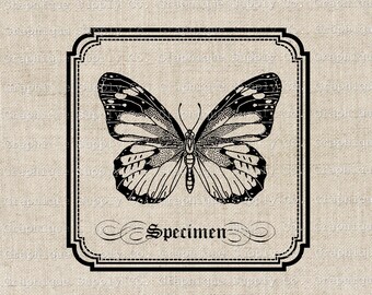Butterfly Specimen Label Vintage Illustration- Instant Download Digital Printable Clip Art Iron on Transfer Image PNG JPEG Format 300dpi