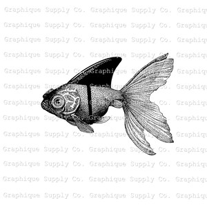 May include: Black and white illustration of a goldfish with detailed scales and fins. The fish has a large, expressive eye and a prominent dorsal fin. The text "Graphique Supply Co." is repeated across the top and bottom of the image.