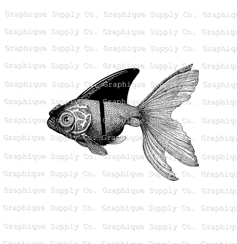 May include: Black and white illustration of a goldfish with detailed scales and fins. The fish has a large, expressive eye and a prominent dorsal fin. The text "Graphique Supply Co." is repeated across the top and bottom of the image.