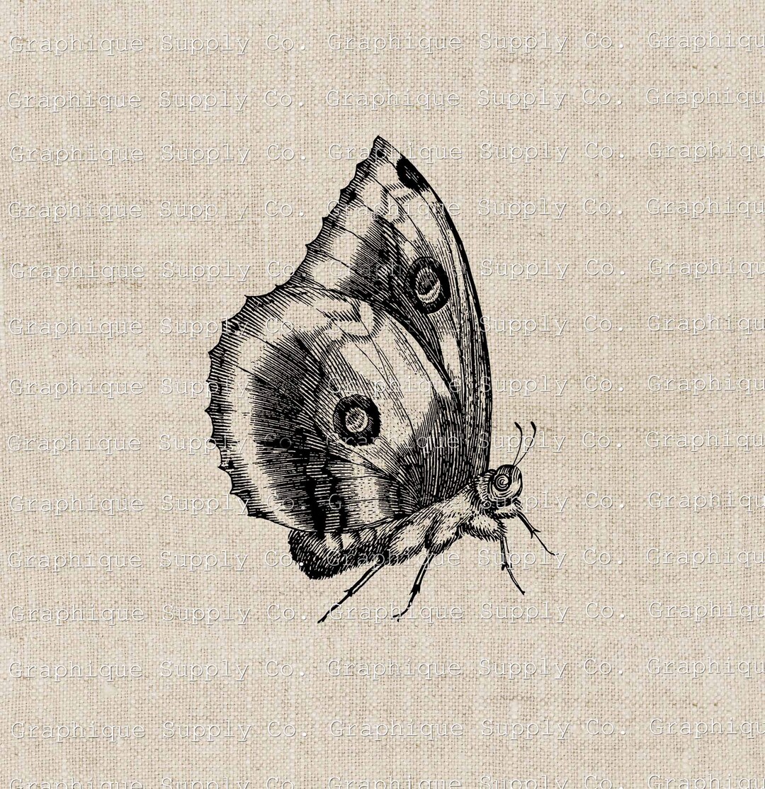 Butterfly Clip Art Vintage Illustration- Instant Download Digital