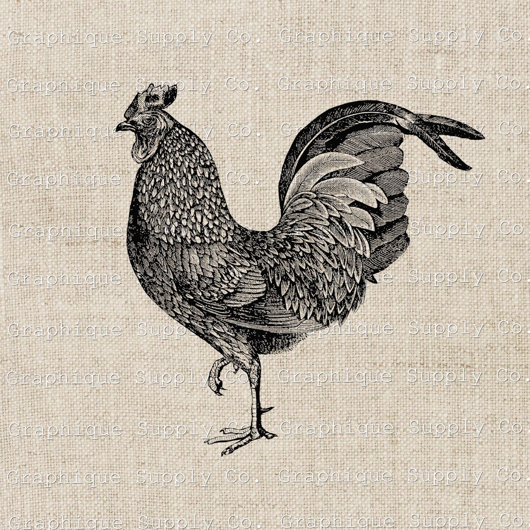 Vintage Rooster Illustration Instant Download Digital Printable Vintage ...