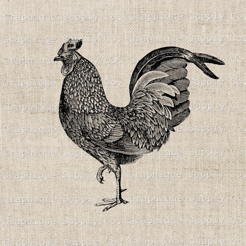 Vintage Rooster Illustration Instant Download Digital Printable Vintage ...