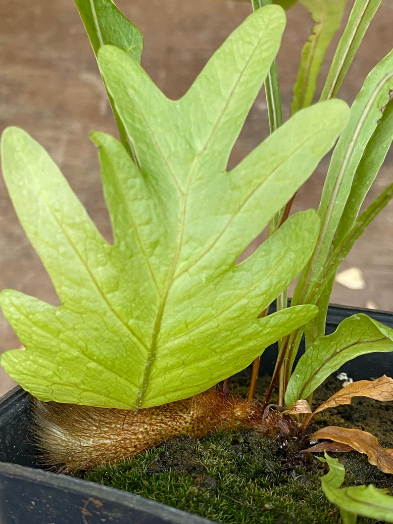 Drynaria quercifolia image 2