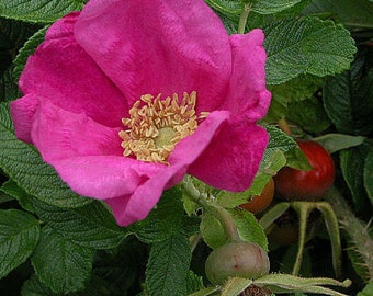 ROSA RUGOSA - Rosier du Japon - 12 graines extra fraiches (récolte 2023) -